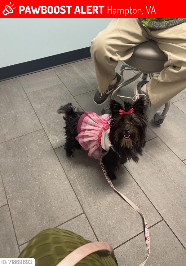 Lost Female Dog last seen Cooper School and One life gym, Hampton, VA 23666
