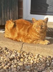 Lost Female Cat last seen Little glen road, Glen Parva, England LE2 9TS