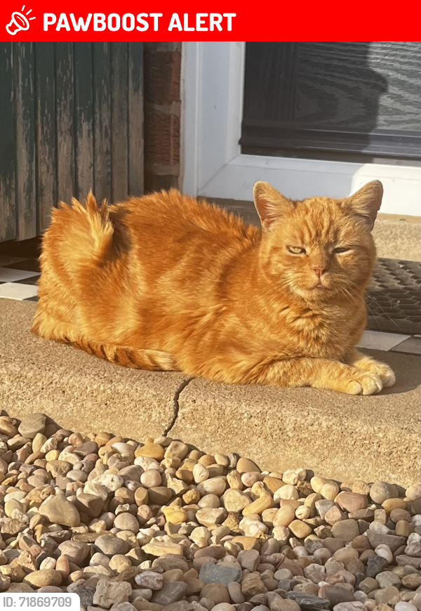 Lost Female Cat last seen Little glen road, Glen Parva, England LE2 9TS
