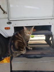 Lost Female Cat last seen Near Tyler State Park, Tyler, TX 75706
