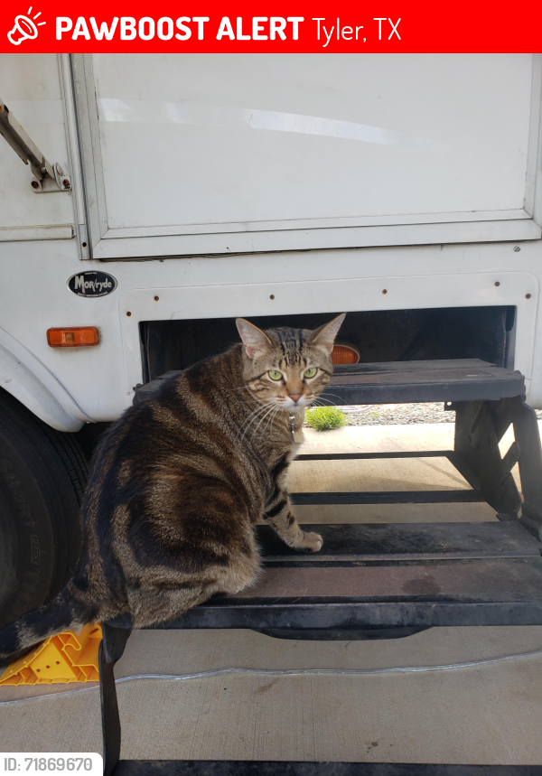 Lost Female Cat last seen Near Tyler State Park, Tyler, TX 75706