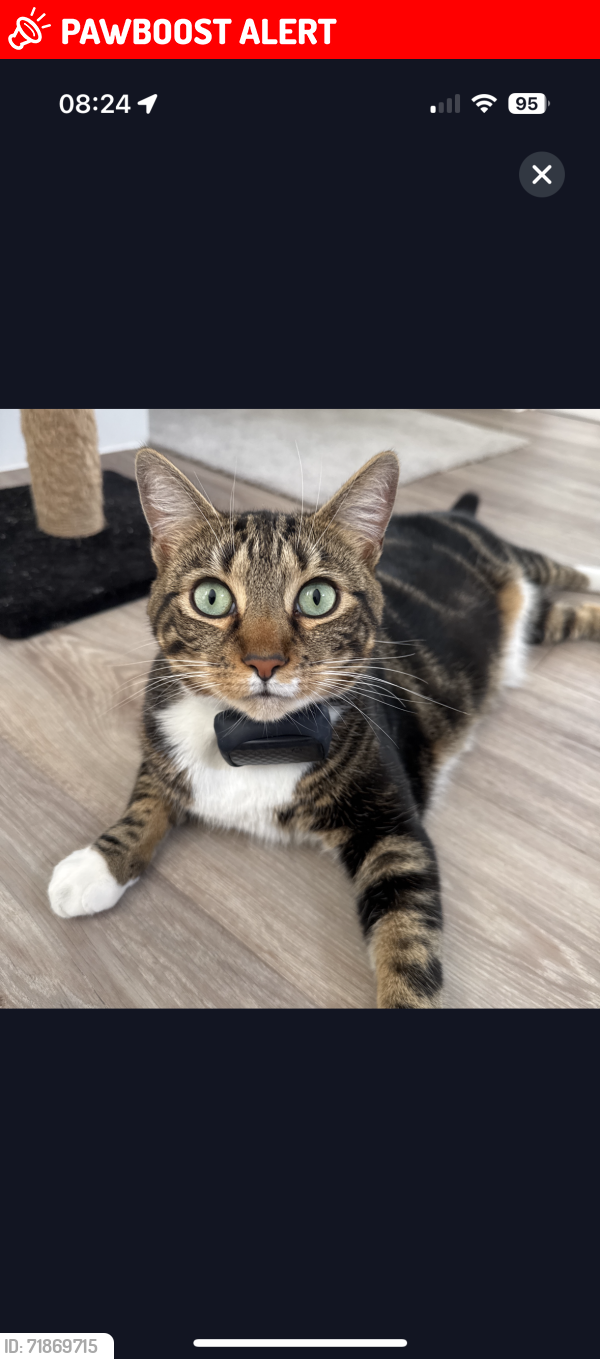 Lost Male Cat last seen Hall Lane / Reepham Road Drayton, Drayton, England NR8