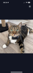 Lost Male Cat last seen Hall Lane / Reepham Road Drayton, Drayton, England NR8