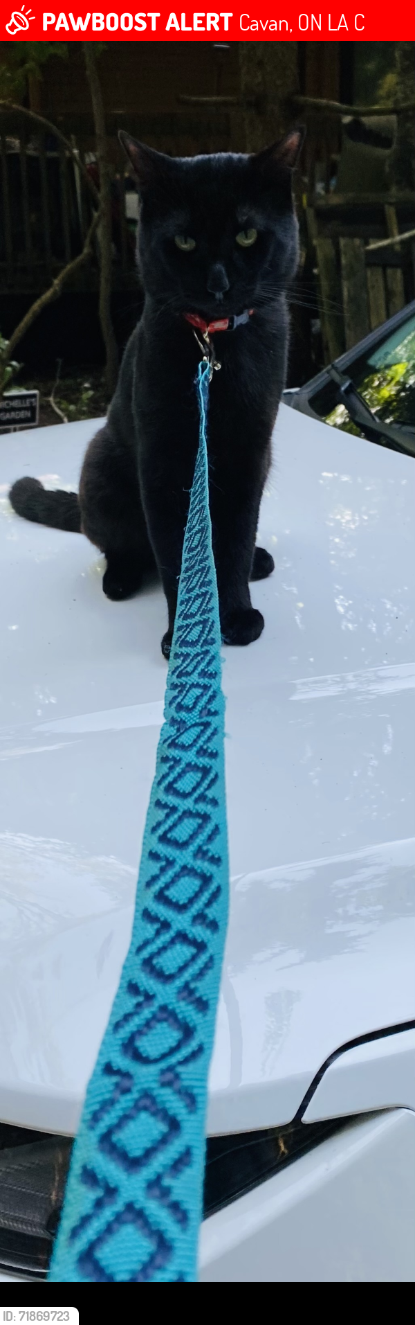 Lost Male Cat last seen Near ford crescent cavan, Cavan, ON L0A 1C0