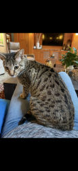 Lost Female Cat last seen SE 138th Place, issaquah , Issaquah, WA 98027