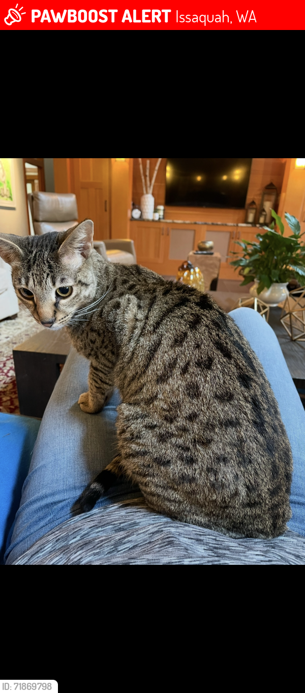 Lost Female Cat last seen SE 138th Place, issaquah , Issaquah, WA 98027