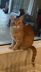 Lost Male Cat last seen Odom's Mill/Palm Valley Road, Palm Valley, FL 32082