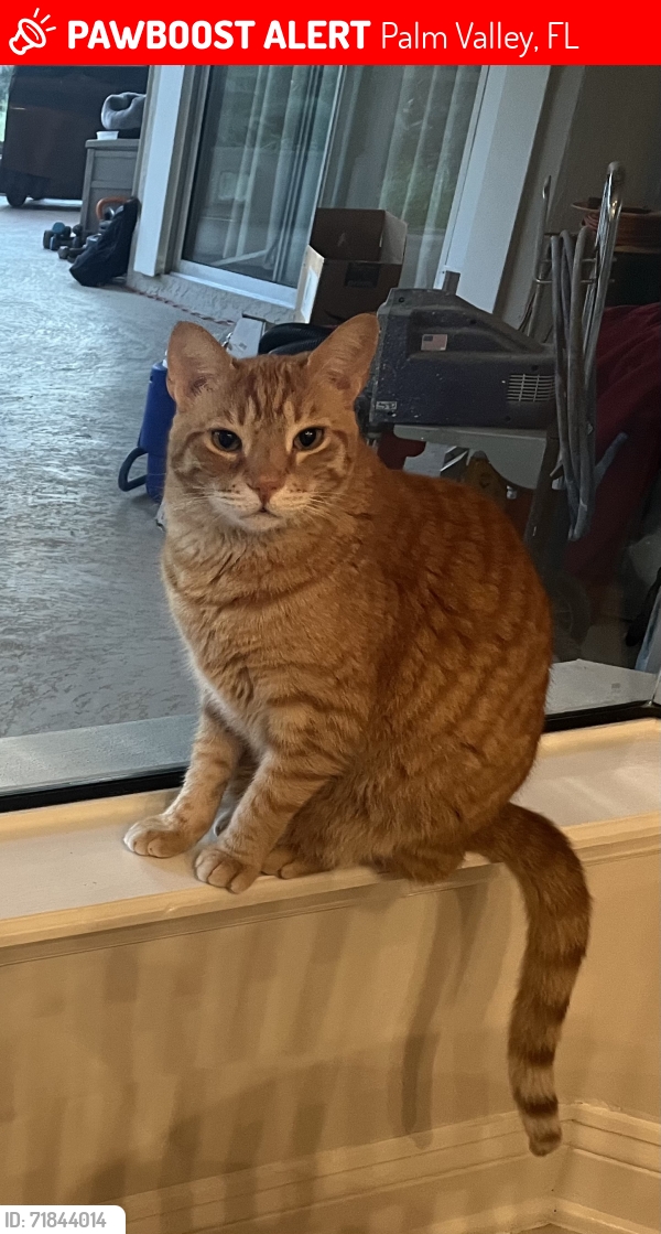Lost Male Cat last seen Odom's Mill/Palm Valley Road, Palm Valley, FL 32082