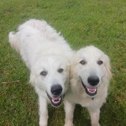 Lost Female Dog last seen Portland TN Airport, Portland, TN 37148