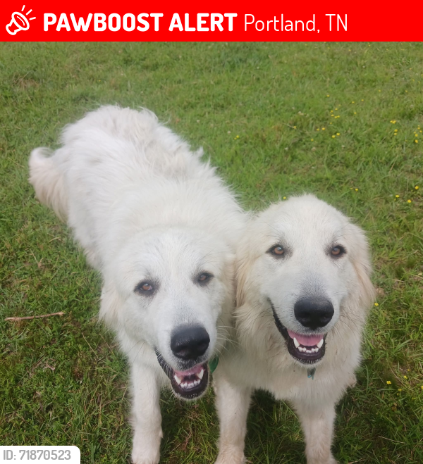 Lost Female Dog last seen Portland TN Airport, Portland, TN 37148