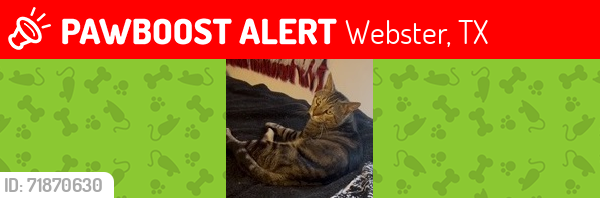 Lost Male Cat last seen El Toro Ln and Pipers View, Webster, TX 77598