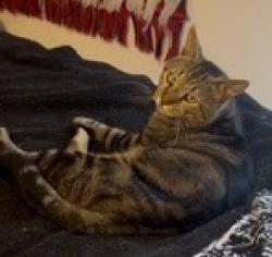 Lost Male Cat last seen El Toro Ln and Pipers View, Webster, TX 77598