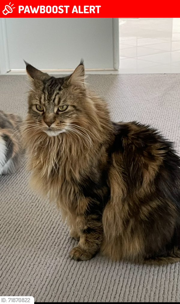 Lost Male Cat last seen Commerce Rd between Hiller and Orchard Lake Across from Dow Ridge, Orchard Lake Village, MI 48324