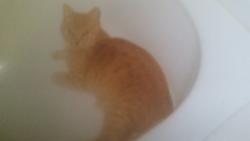 Lost Male Cat last seen Robie Street, Truro, NS B2N