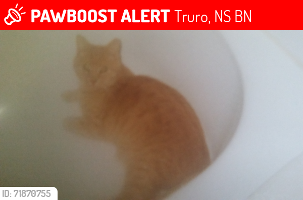Lost Male Cat last seen Robie Street, Truro, NS B2N