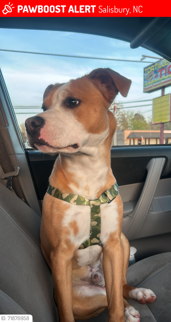 Lost Male Dog last seen Near park avenue salisbury, Salisbury, NC 28144