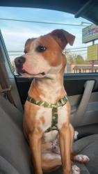 Lost Male Dog last seen Near park avenue salisbury, Salisbury, NC 28144