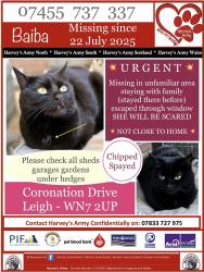 Lost Female Cat last seen Higher Folds, Higher Folds, England WN7 2XU
