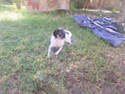 Lost Female Dog last seen Stewart and Bryan mission texas, Mission, TX 78572