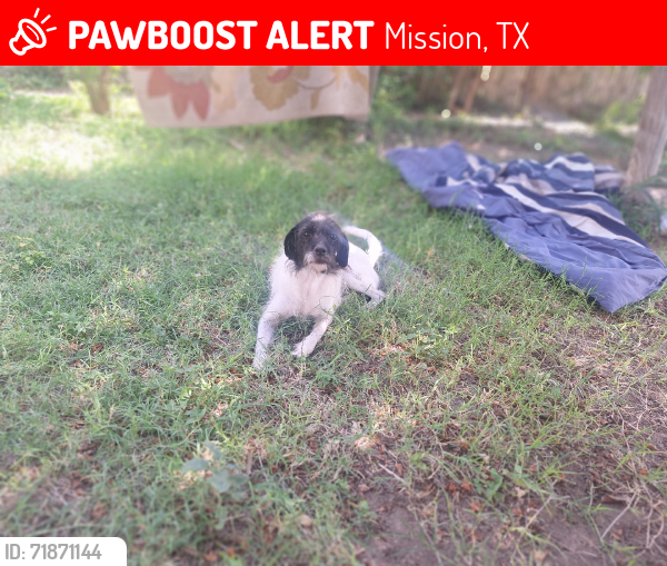Lost Female Dog last seen Stewart and Bryan mission texas, Mission, TX 78572