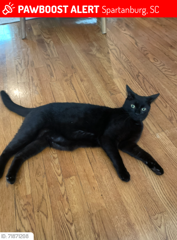 Lost Male Cat last seen Old Iron Works, Spartanburg, SC 29302