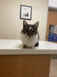 Lost Female Cat last seen 63rd & 21st , Sacramento, CA 95822
