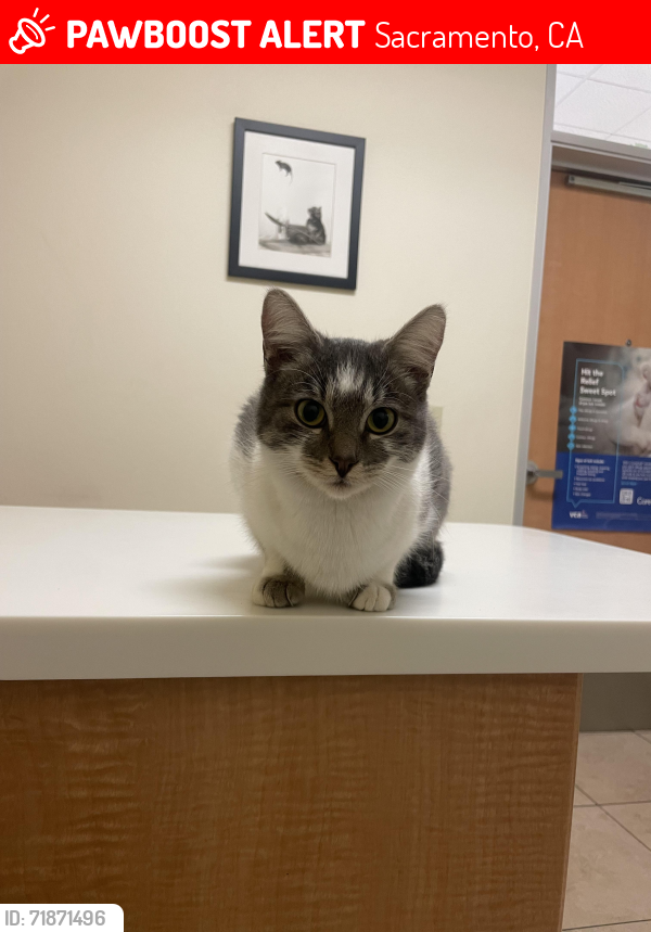 Lost Female Cat last seen 63rd & 21st , Sacramento, CA 95822