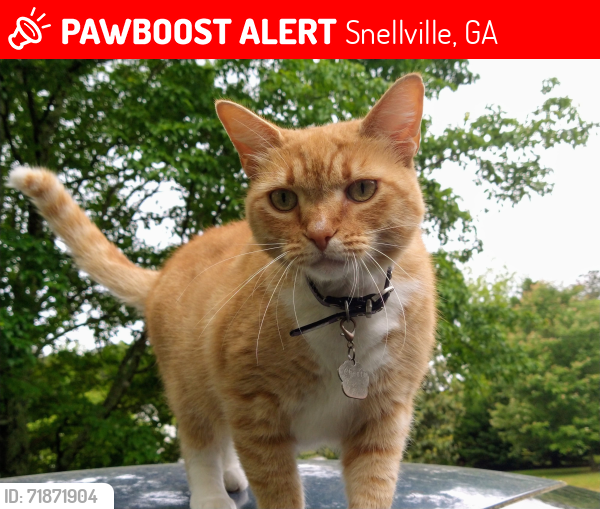 Lost Female Cat last seen Brooks Drive @ Summit Chase Dr , Snellville, GA 30078