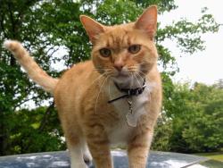 Lost Female Cat last seen Brooks Drive @ Summit Chase Dr , Snellville, GA 30078