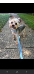 Lost Male Dog last seen Taylor Street, Tacobell , Zanesville, OH 43701