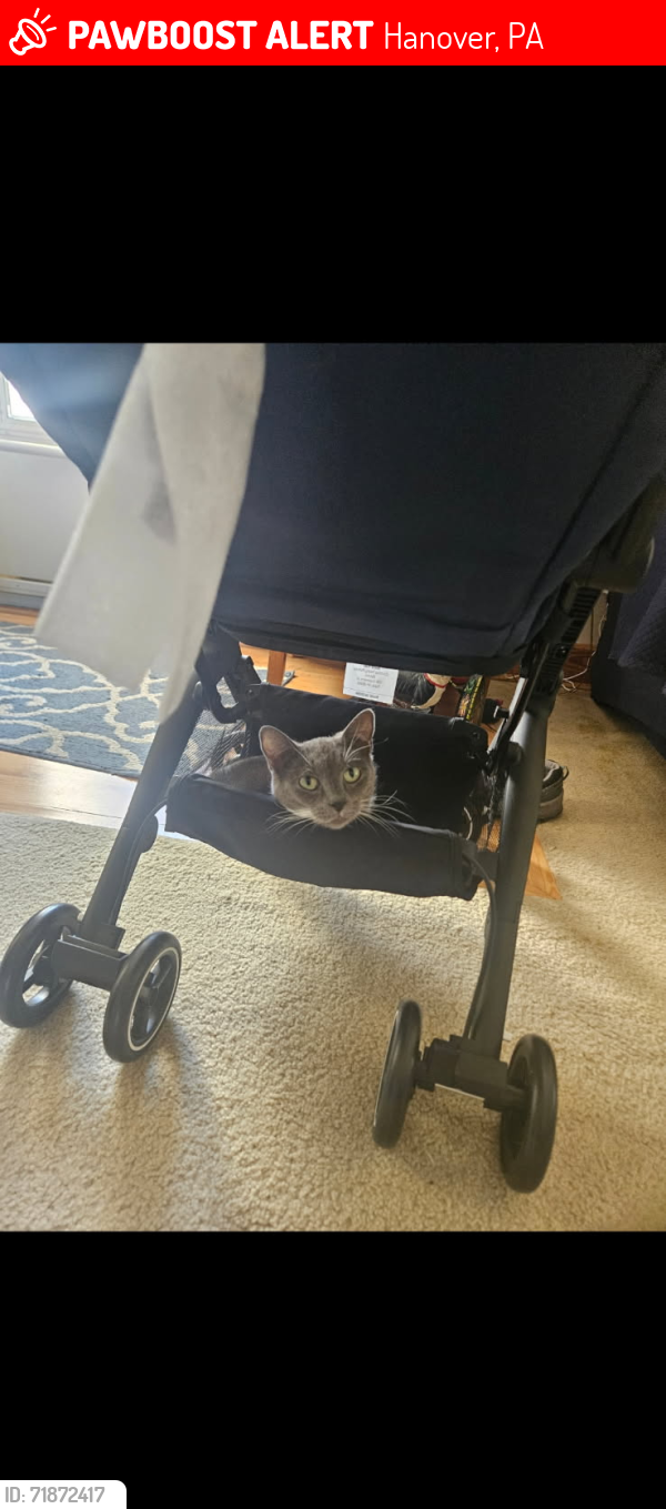 Lost Female Cat last seen Alley between locust and baer, Hanover, PA 17331