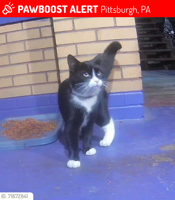 Lost Male Cat last seen Reese Ave, Fischer Ave, and Elizabeth St, Pittsburgh, PA 15223