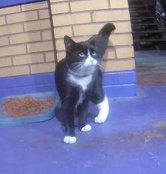Lost Male Cat last seen Reese Ave, Fischer Ave, and Elizabeth St, Pittsburgh, PA 15223