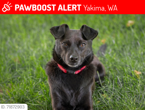Lost Male Dog last seen 3rd Ave and Nob Hill, Yakima, WA 98902