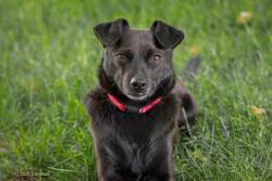 Lost Male Dog last seen 3rd Ave and Nob Hill, Yakima, WA 98902