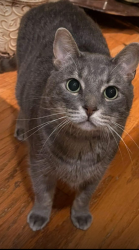 Lost Male Cat last seen Spanish Trail, Pensacola, FL 32504