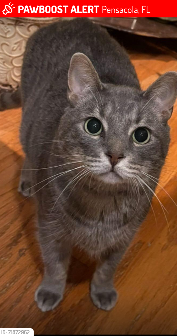 Lost Male Cat last seen Spanish Trail, Pensacola, FL 32504
