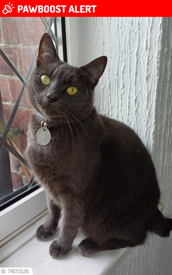 Lost Female Cat last seen Willington Quay. Backlane btwn Westmorland Av and Gladstone St, Tyne and Wear, England NE28 6SN