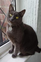 Lost Female Cat last seen Willington Quay. Backlane btwn Westmorland Av and Gladstone St, Tyne and Wear, England NE28 6SN