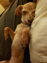 Lost Female Dog last seen Benjamin and Bobwhite , Wichita, KS 67204