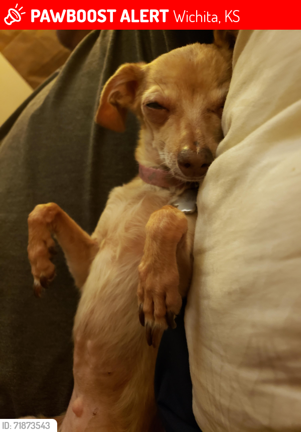 Lost Female Dog last seen Benjamin and Bobwhite, Wichita, KS 67204
