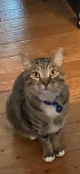Lost Male Cat last seen Willow Lake Dr Fairhope Al, Fairhope, AL 36532