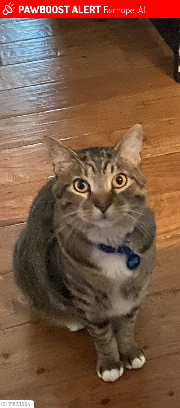 Lost Male Cat last seen Willow Lake Dr Fairhope Al, Fairhope, AL 36532