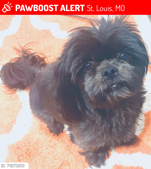 Lost Female Dog last seen Telegraph & cliff cave, St. Louis, MO 63129