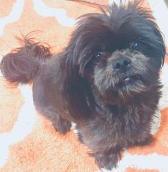 Lost Female Dog last seen Telegraph & cliff cave, St. Louis, MO 63129