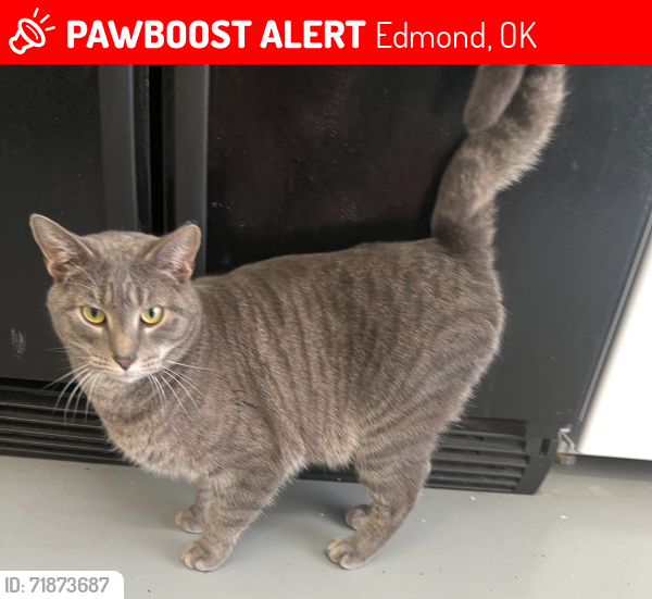 Lost Male Cat last seen 122nd and Air Depot, Edmond, OK 73013