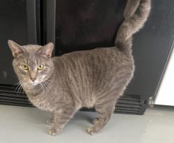 Lost Male Cat last seen 122nd and Air Depot, Edmond, OK 73013