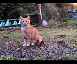 Lost Female Cat last seen Weyerhaeuser Elementary, Eatonville, WA 98328