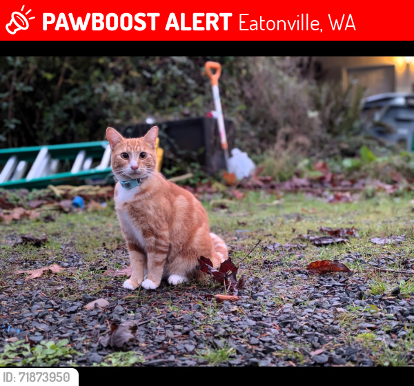 Lost Female Cat last seen Weyerhaeuser Elementary, Eatonville, WA 98328