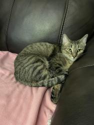 Lost Female Cat last seen Pine Rock Ave/Blacy St , Hamden, CT 06514